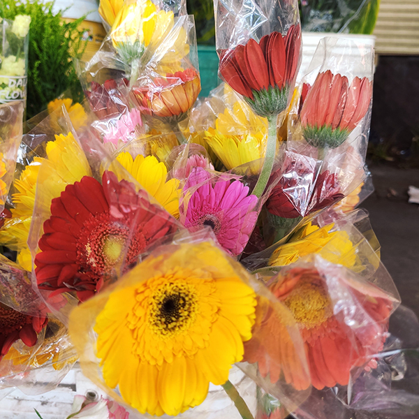 Hoa đồng tiền (10 bông)